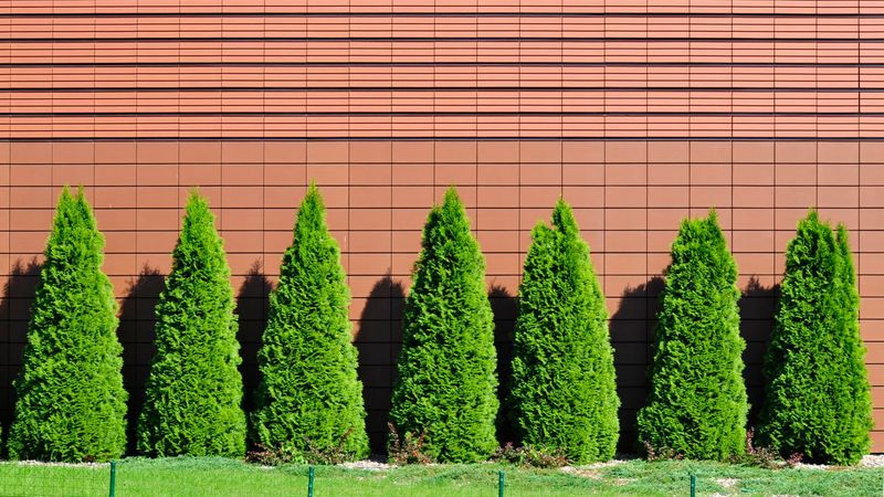 Arborvitae performance depends on the plant and the site