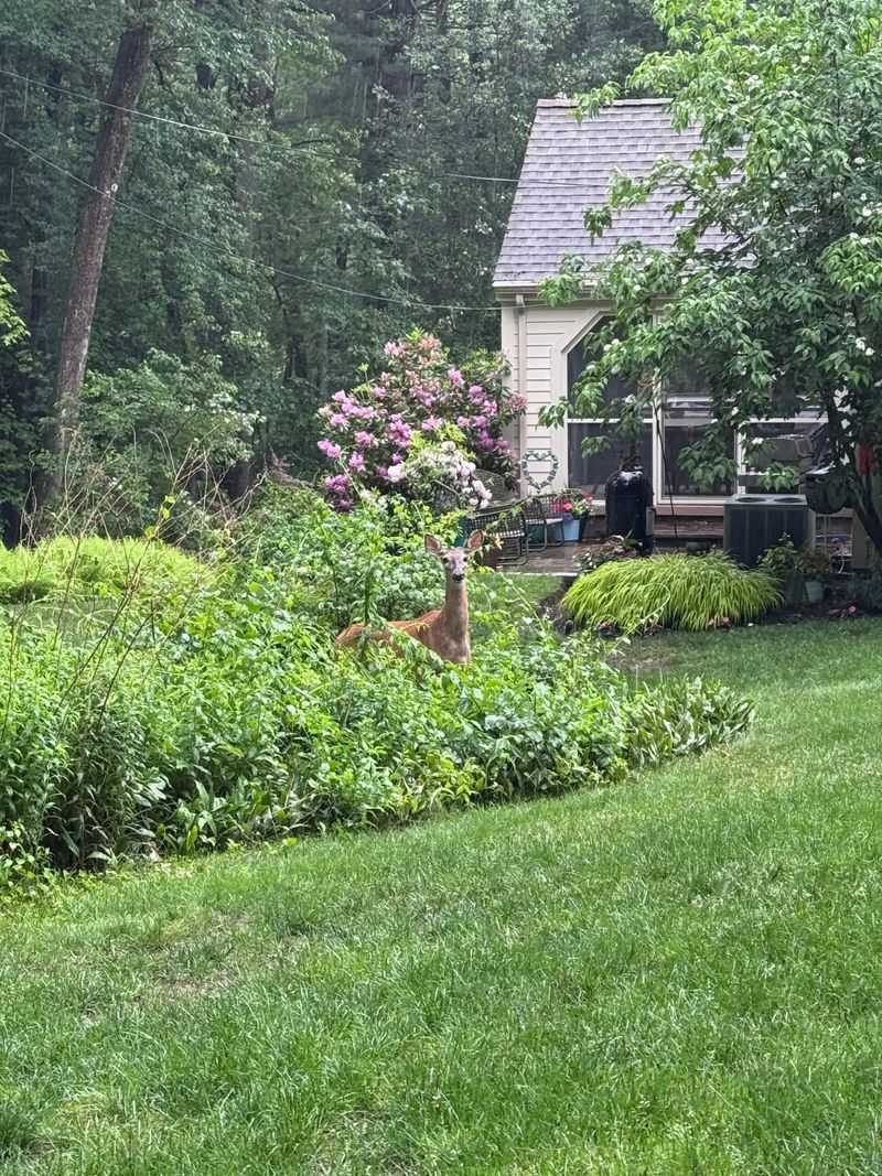 Are deer responsible for the damage?
