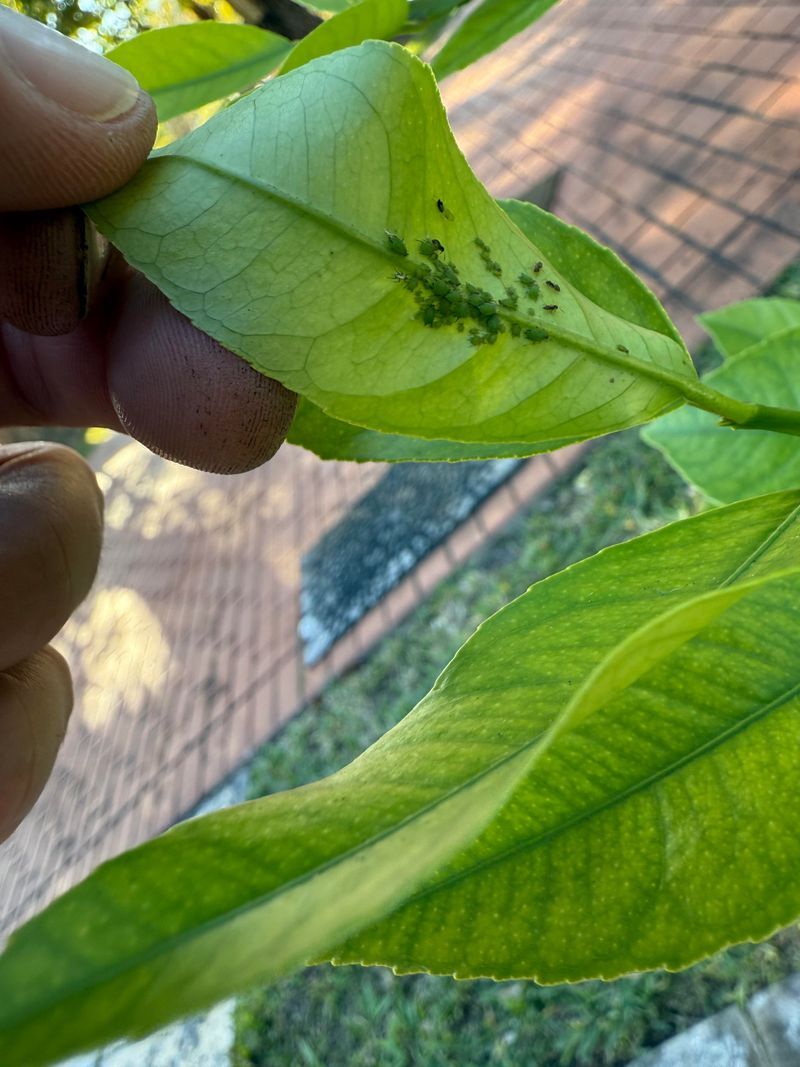 Are there colonies on the new growth? Are there colonies on the new growth?