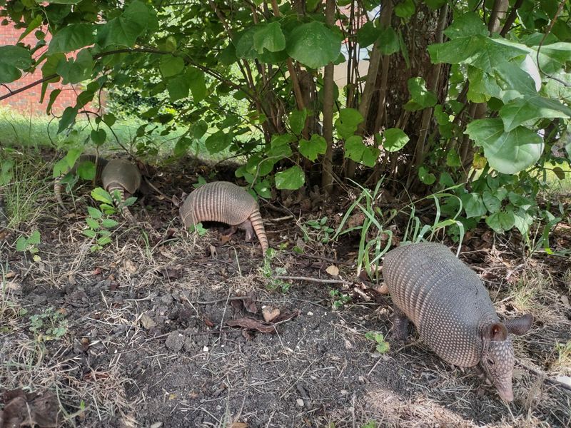 Armadillos dig for varied food in soft soil