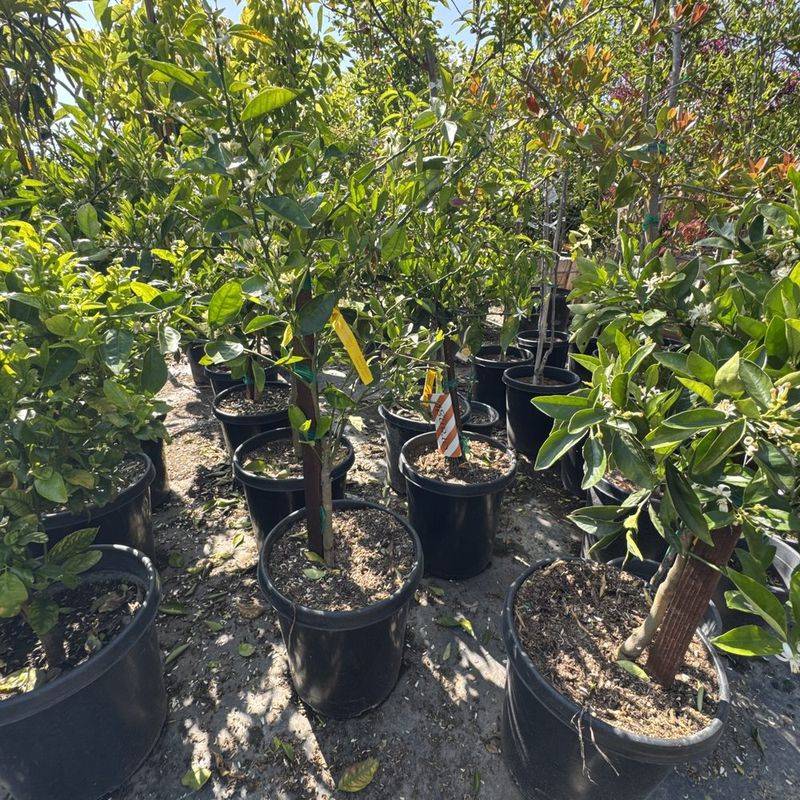 Armstrong-Style Independent Family Nurseries