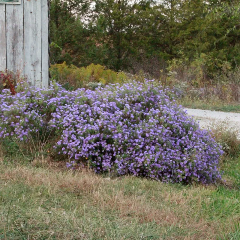 Aromatic Aster