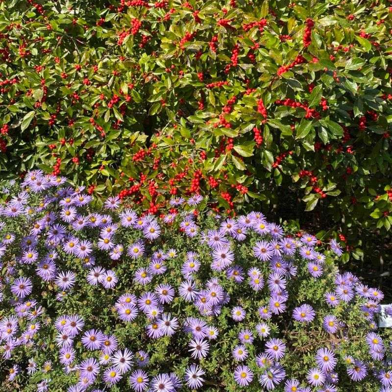 Aromatic aster offers a late-season bloom