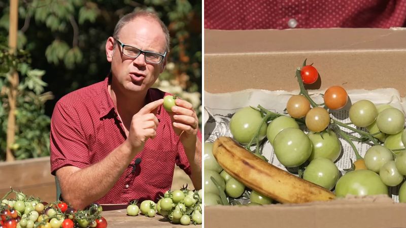 Arrange sound candidates for indoor ripening
