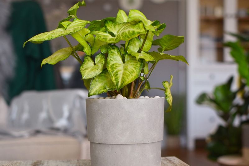 Arrowhead Plant