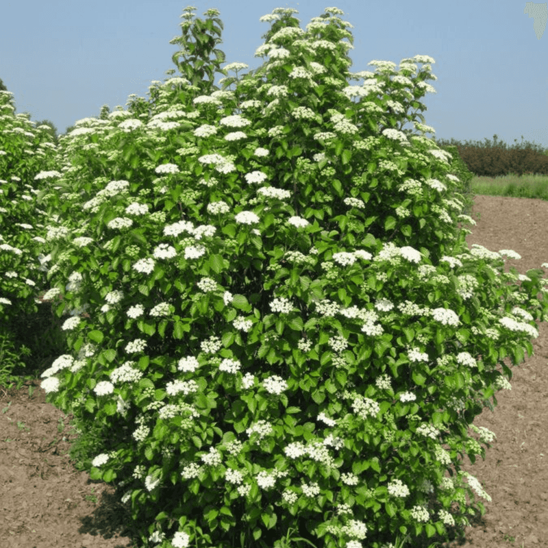 Arrowwood fits the North Carolina fence-line role