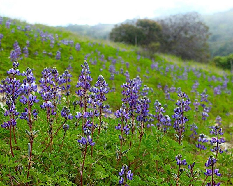 Arroyo Lupine
