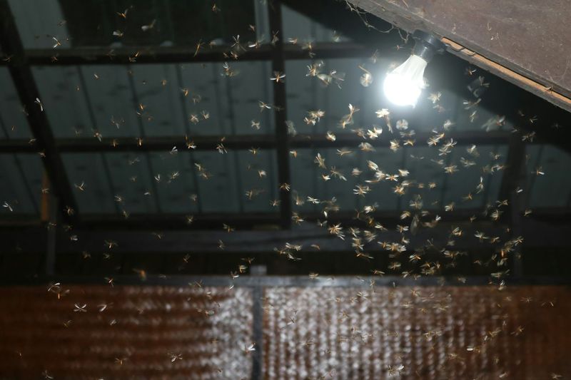 Artificial night lighting can disrupt moth behavior Artificial night lighting can disrupt moth behavior