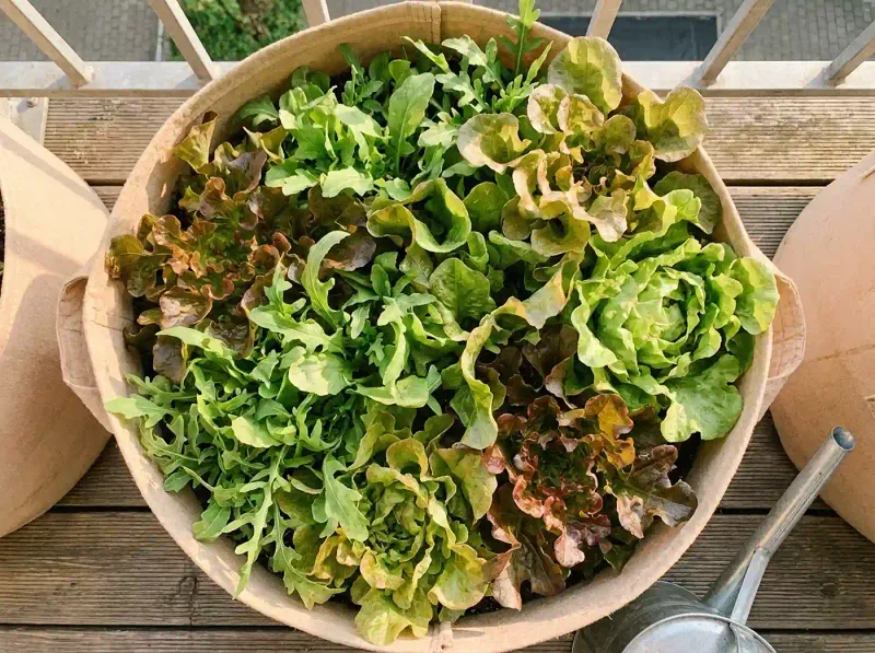 Arugula Arugula