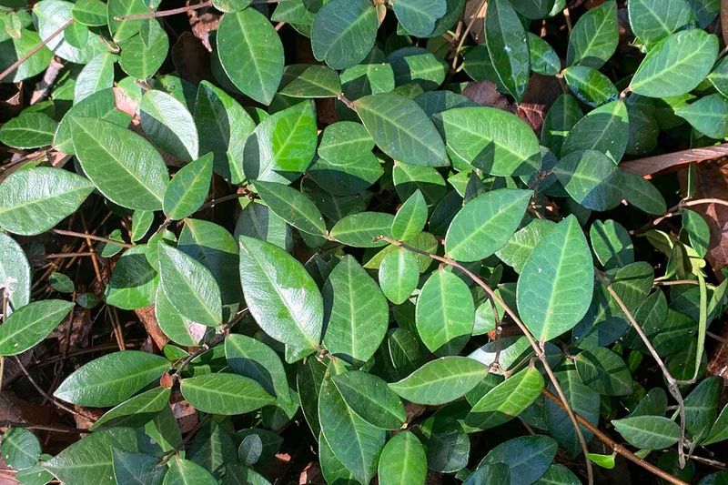 Asiatic Jasmine Asiatic Jasmine