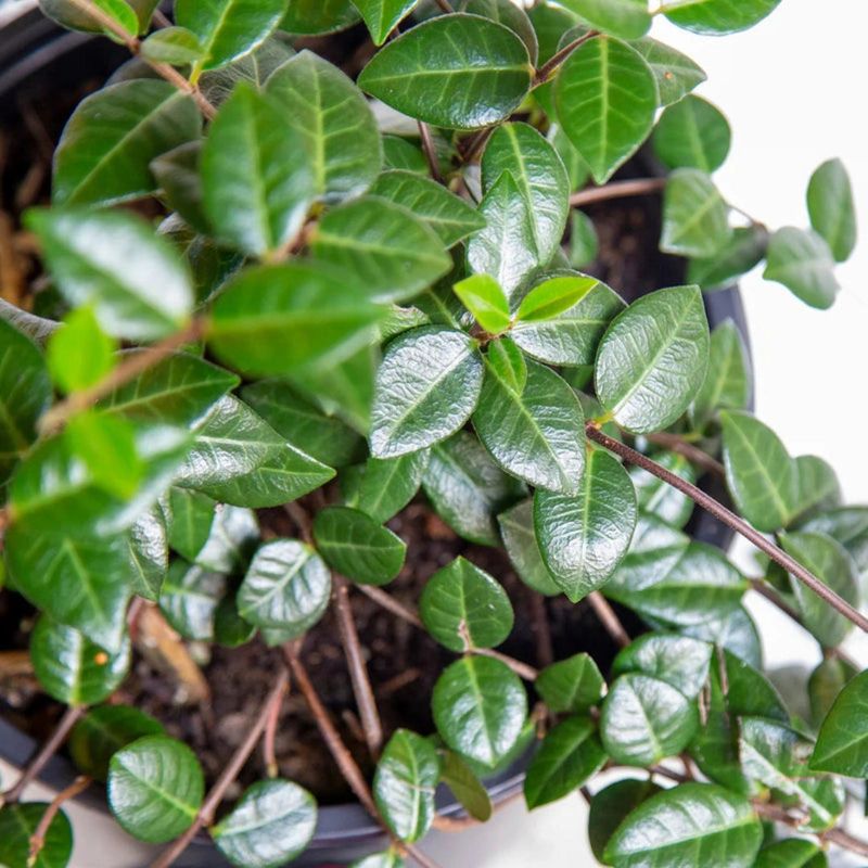 Asiatic jasmine offers foliage, not an overnight fix Asiatic jasmine offers foliage, not an overnight fix