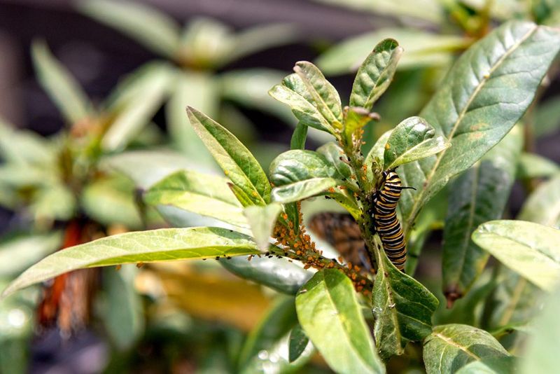 Ask About Insecticides and Check Local Guidance