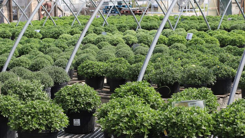 Ask the nursery if the tag is missing Ask the nursery if the tag is missing