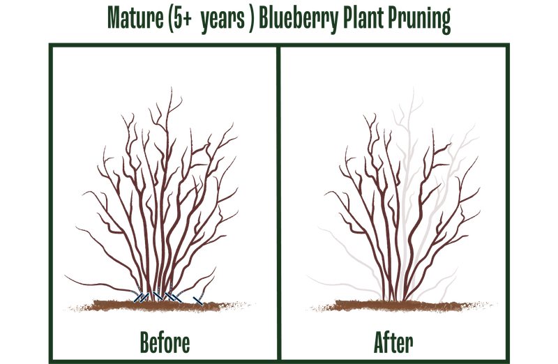 Assess the bush before choosing canes to remove