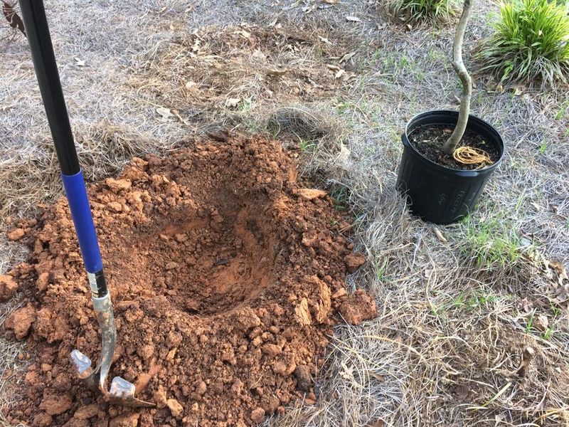 Assess the planting site before deciding