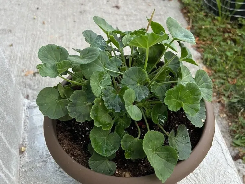 The Rout Why Healthy Potted Geraniums Barely Bloom: Check Heat, Light, and the ...