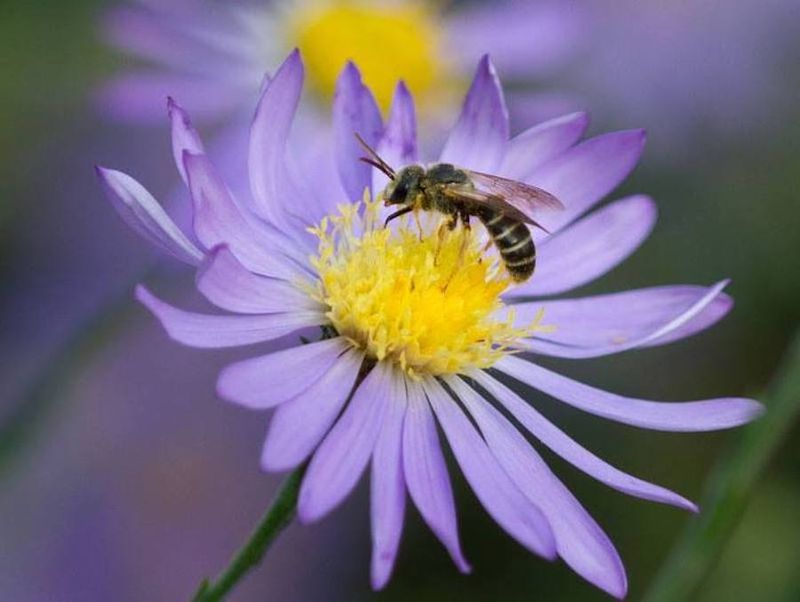 Asters extend forage as the season winds down