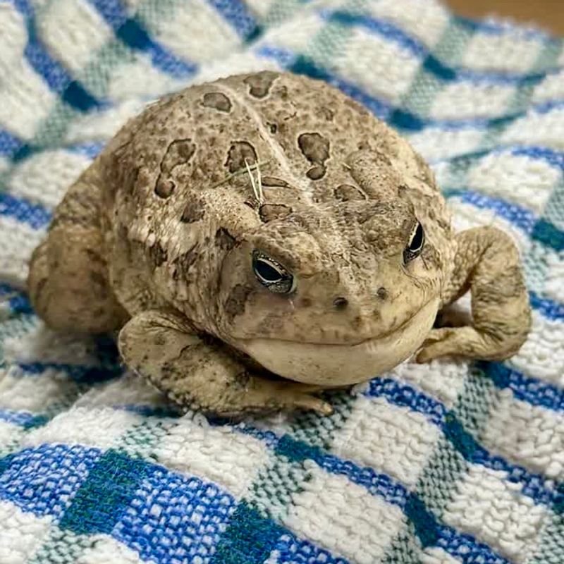 At porch lights, nearby prey is a possibility—not a toad-specific rule