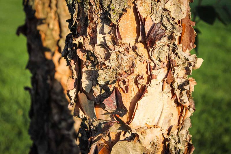 Attached bark should stay attached