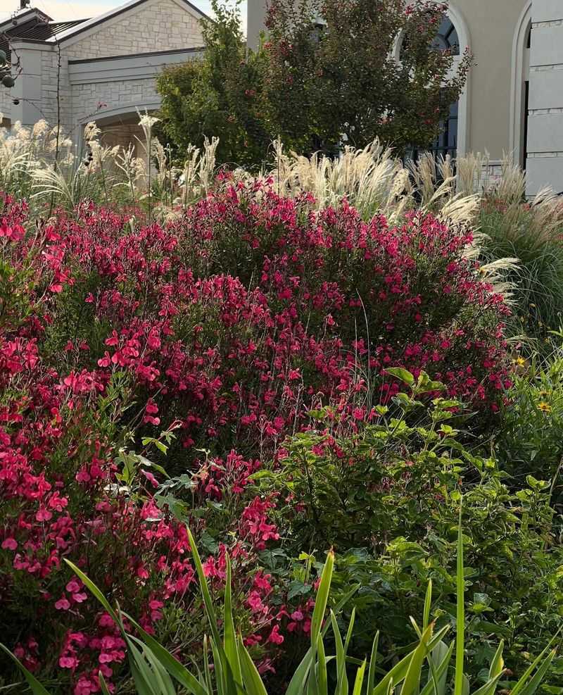 Autumn Sage Can Keep a Border Colorful Beyond Summer