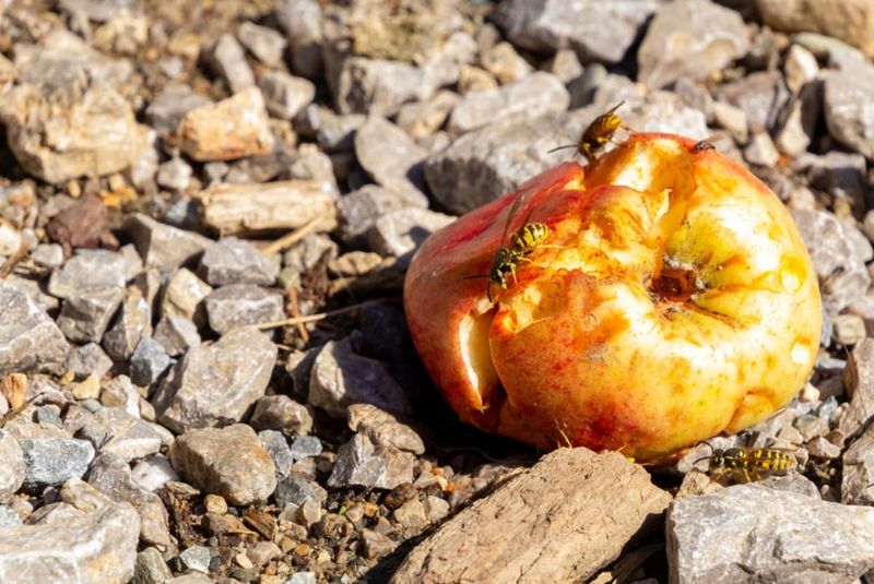 Autumn can bring more interest in sweet foods