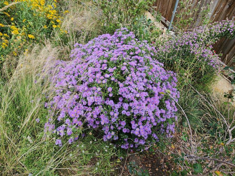 Autumn is a planting option, not a Halloween cutoff Autumn is a planting option, not a Halloween cutoff