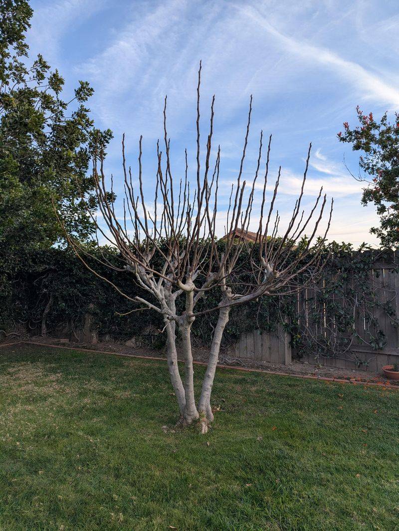 Avoid Heavy Pruning Without Local Guidance
