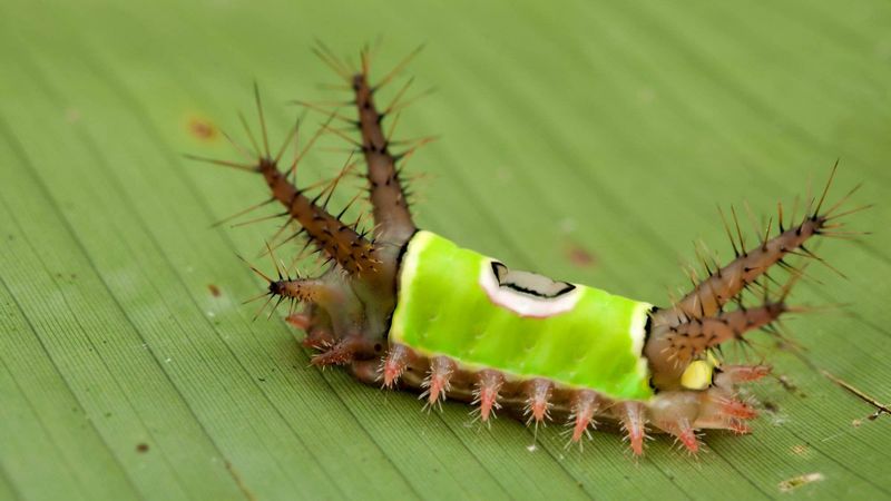 Avoid handling an unknown caterpillar