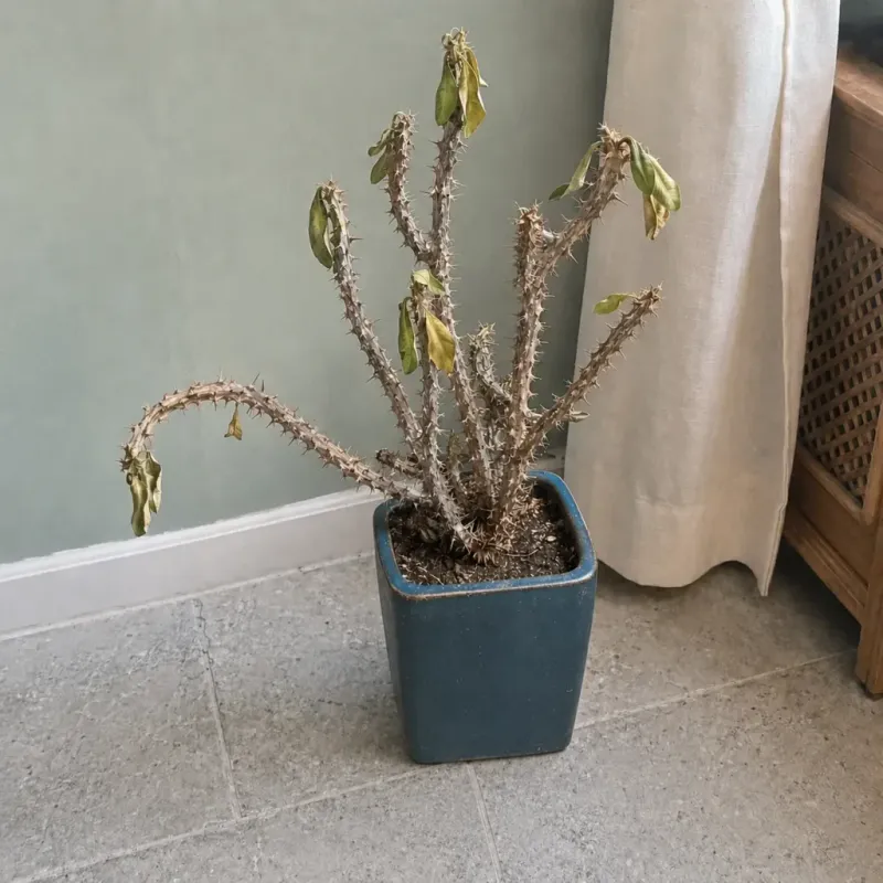 Avoid overwatering and overfertilizing