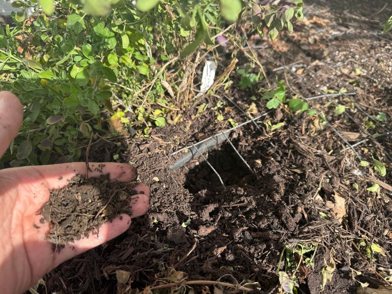 Avoid pruning that adds stress instead of helping Avoid pruning that adds stress instead of helping