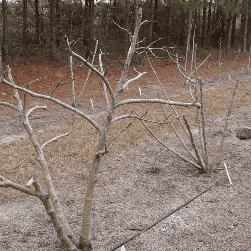 Avoid pushing tender growth before winter