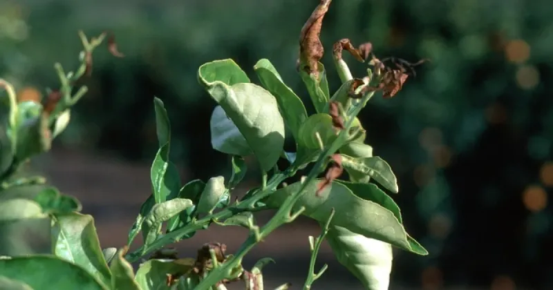 Avoid tender new growth and wait to prune cold damage