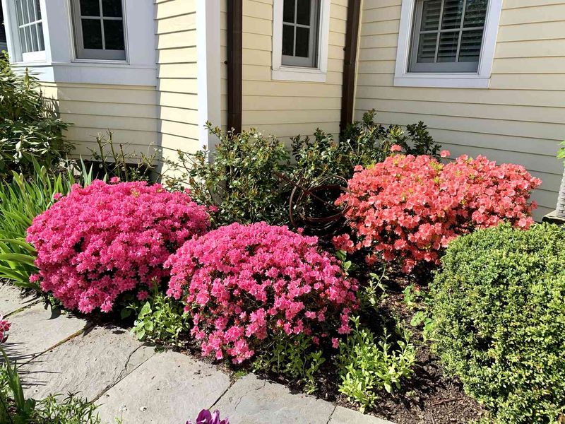 Azalea