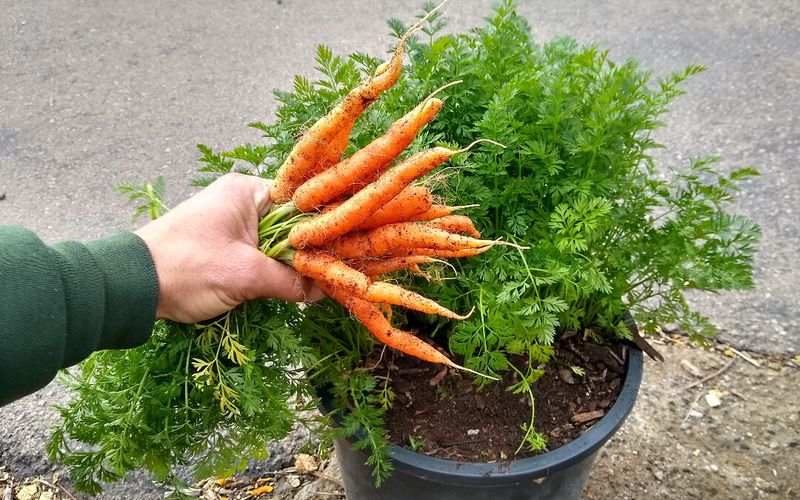 Baby Carrots