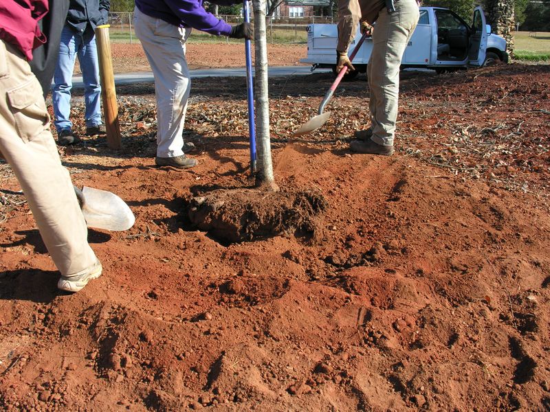 Bagged Potting Mix in Shrub and Tree Holes