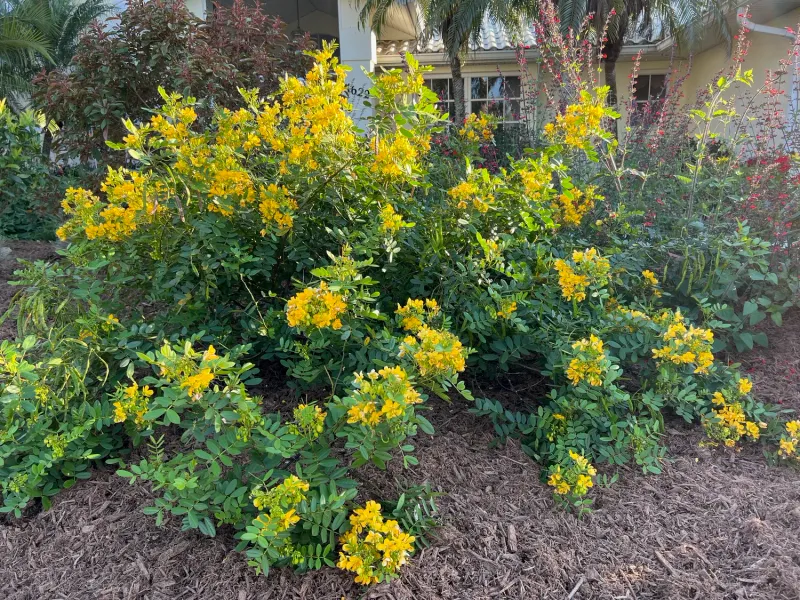 Bahama Cassia