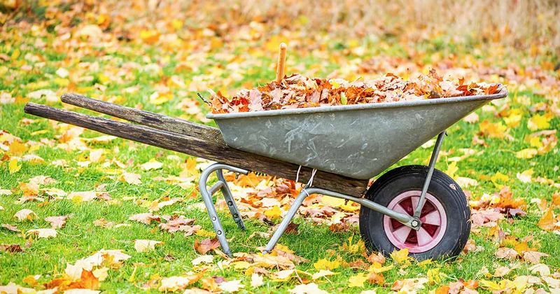 Balance careful cleanup with a usable yard Balance careful cleanup with a usable yard