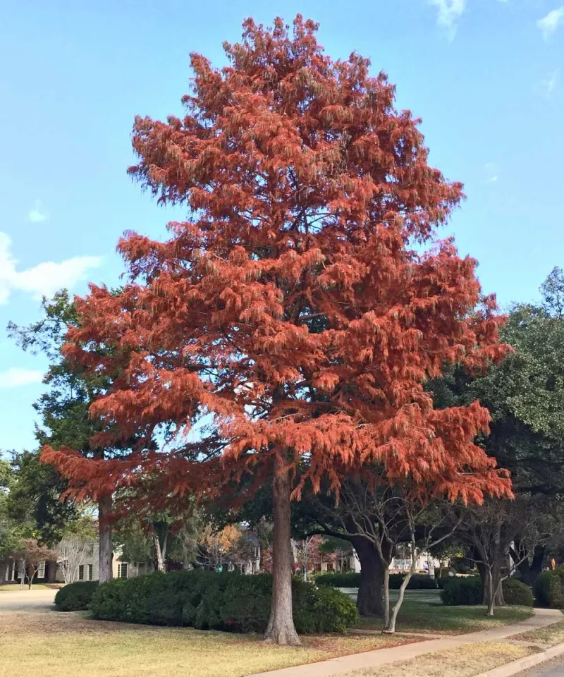 Bald Cypress