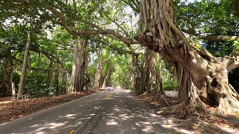 Banyan Banyan