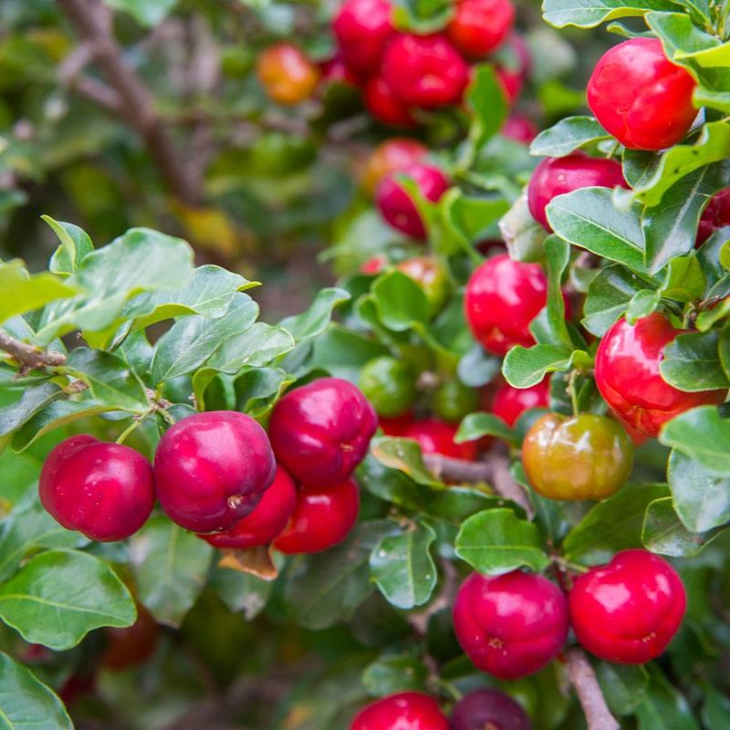 Barbados Cherry