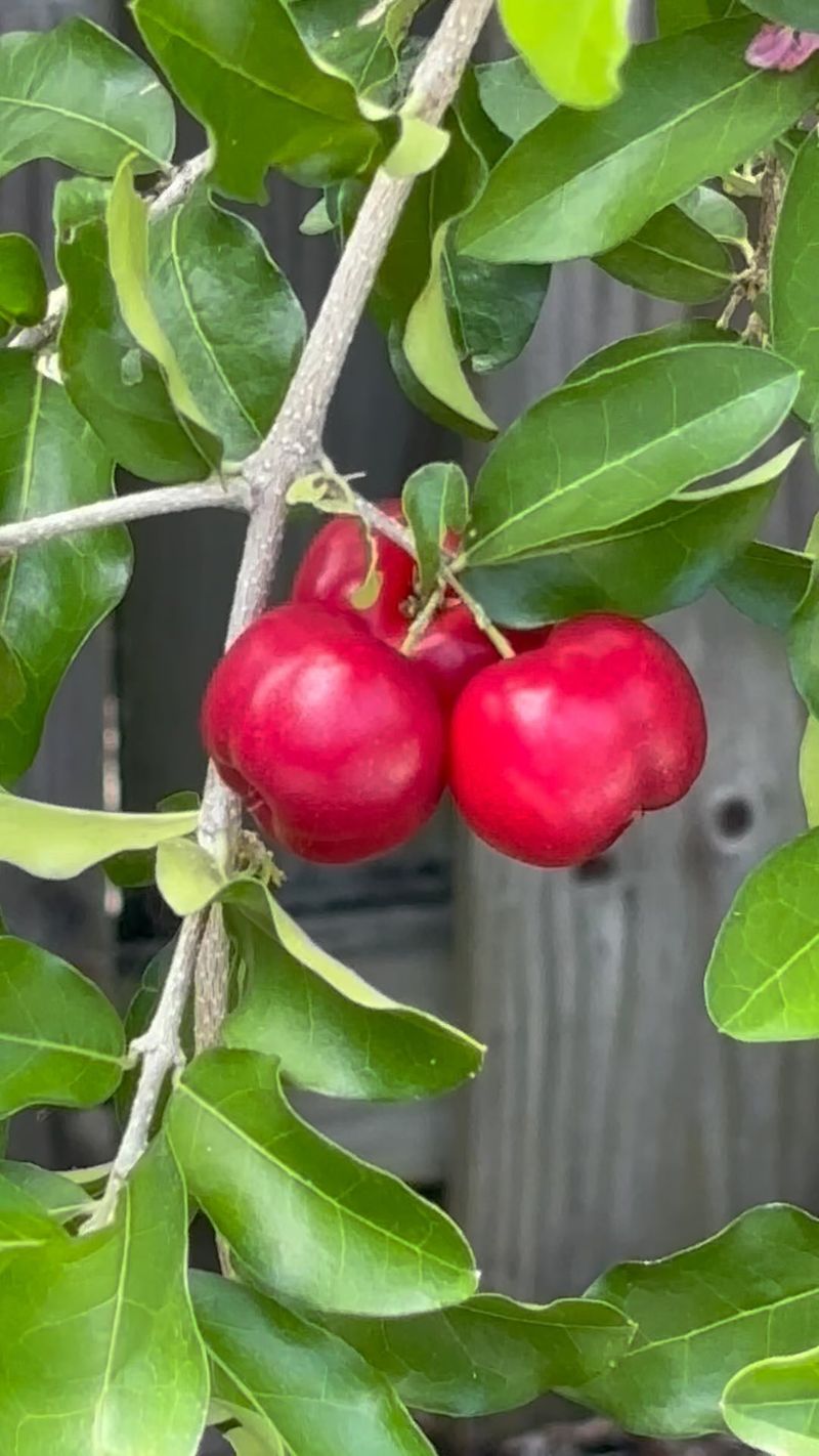 Barbados Cherry Barbados Cherry