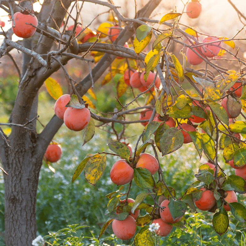 Bare branches can still carry a normal harvest