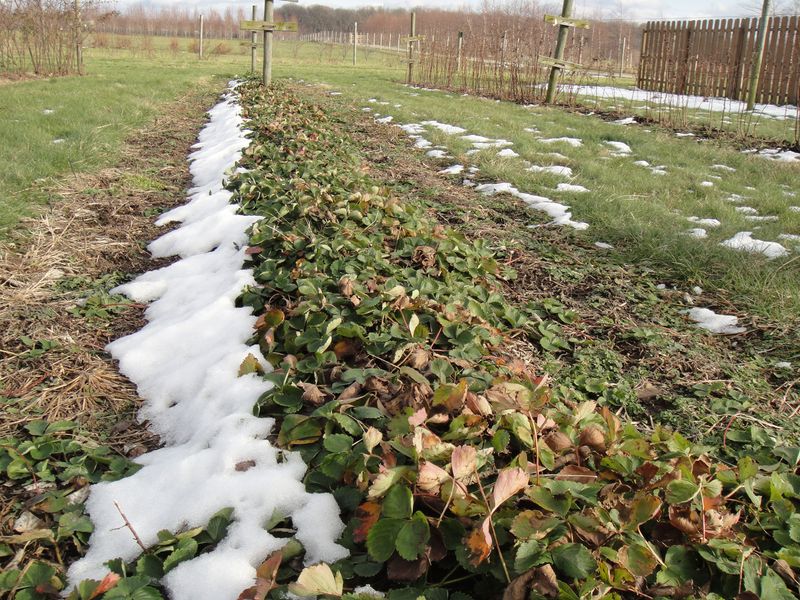 Bare plants do not automatically lose their crowns