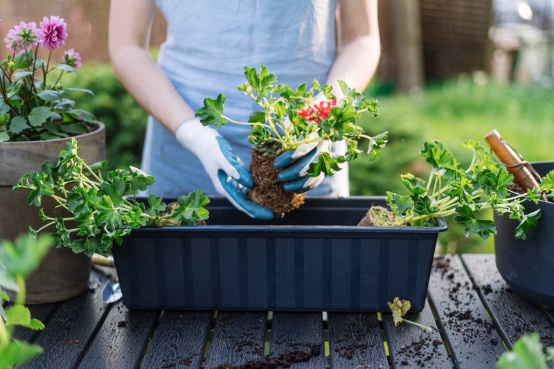 Bare-root storage suits a cool, dry place