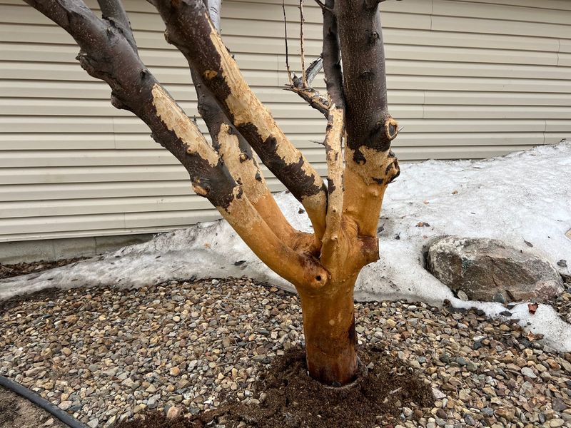 Bark feeding can put young trees at greater risk