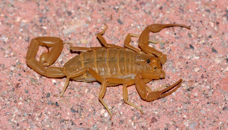 Bark scorpions occur mainly in California’s southeast Bark scorpions occur mainly in California’s southeast