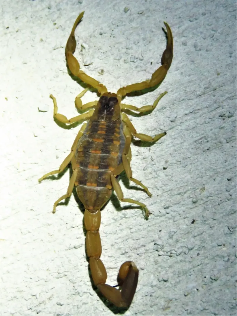 Bark scorpions seek shelter, not a proven winter migration