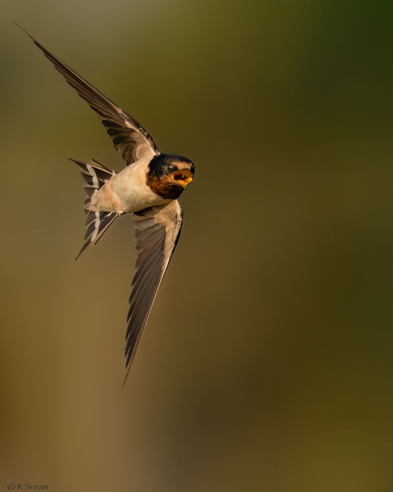 Barn Swallows catch insects in open air
