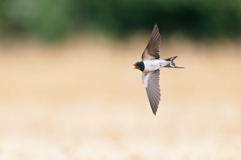Barn Swallows eat flying insects, but mosquitoes are not dependable prey