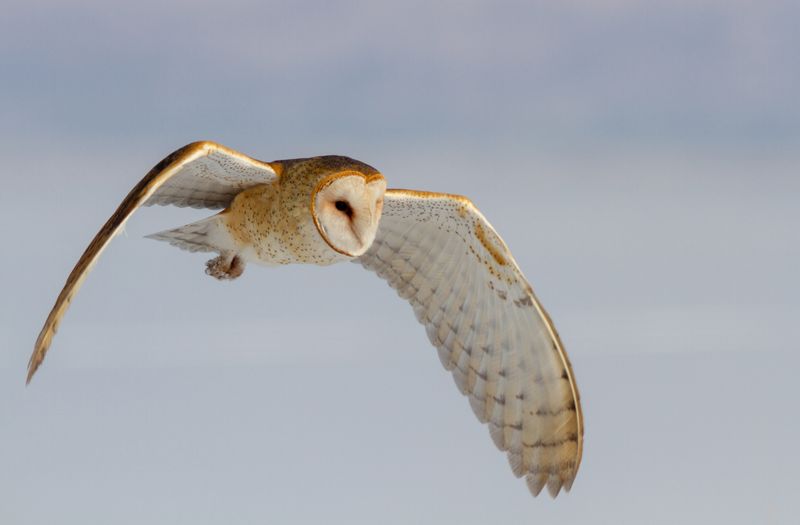 Barn owls eat gophers, but they do not patrol one yard on demand